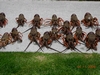 A great day`s hunting. Gt Barrier Island, NZ