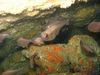 Bigeyes - Tuateawa Bay, Coromandel, NZ