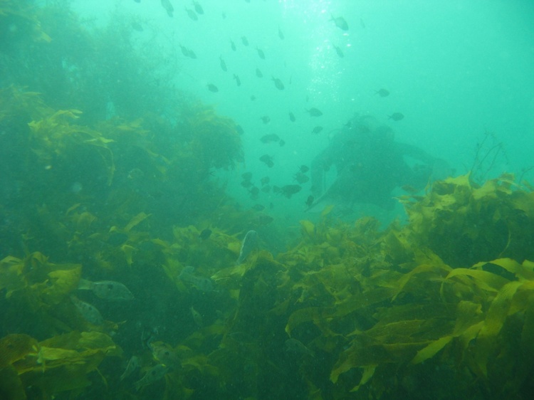 Good NZ Shore Diving Viz, Tuateawa Bay, NZ