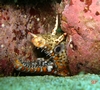 My first Dragon Moray