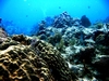 Molasses_Reef_Key_Largo