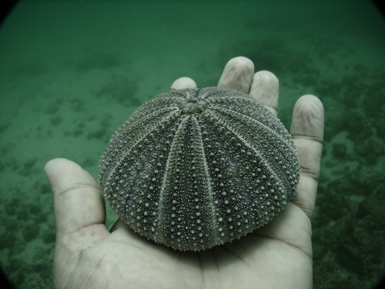 Huatulco, Mexico - Dead Sea Urchin