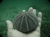 Huatulco, Mexico - Dead Sea Urchin