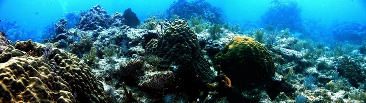 Coral Landscape