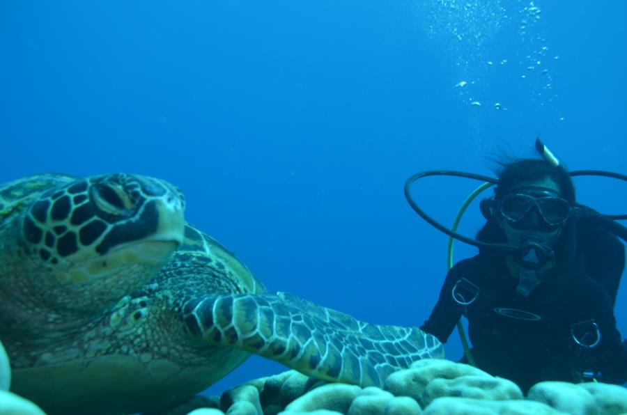 apo island philippines