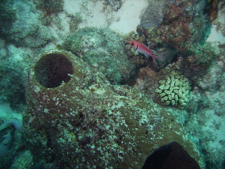 Diving in Curacao