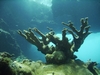 Diving of the coast of Desecheo Island In PR