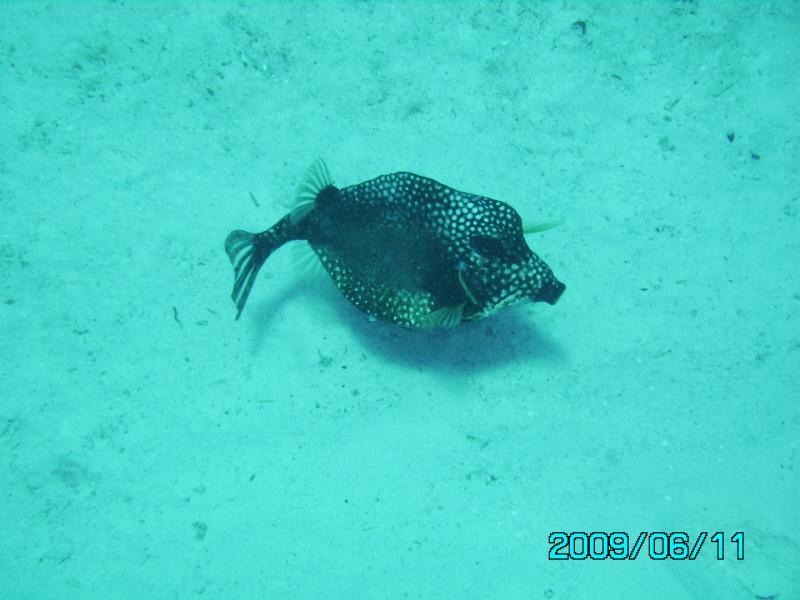 Box Fish - Cozumel 2009