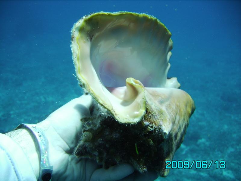 Conch Shell - Cozumel 2009