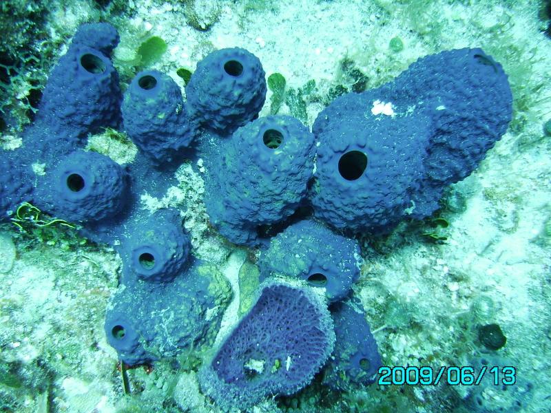 Blue Tube Coral - Cozumel 2009