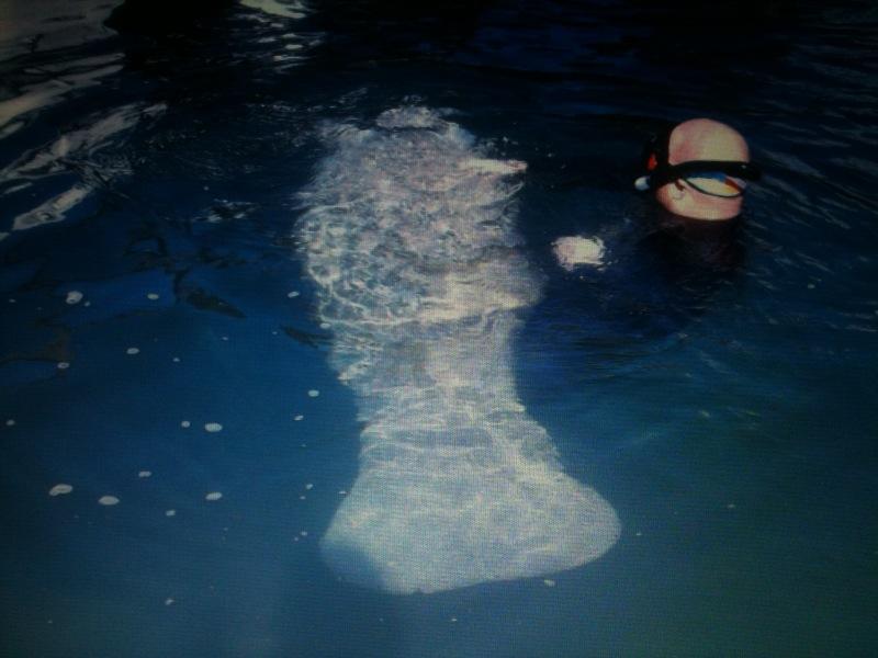 Three Sisters Springs Manatee Dive - Crystal River, FL