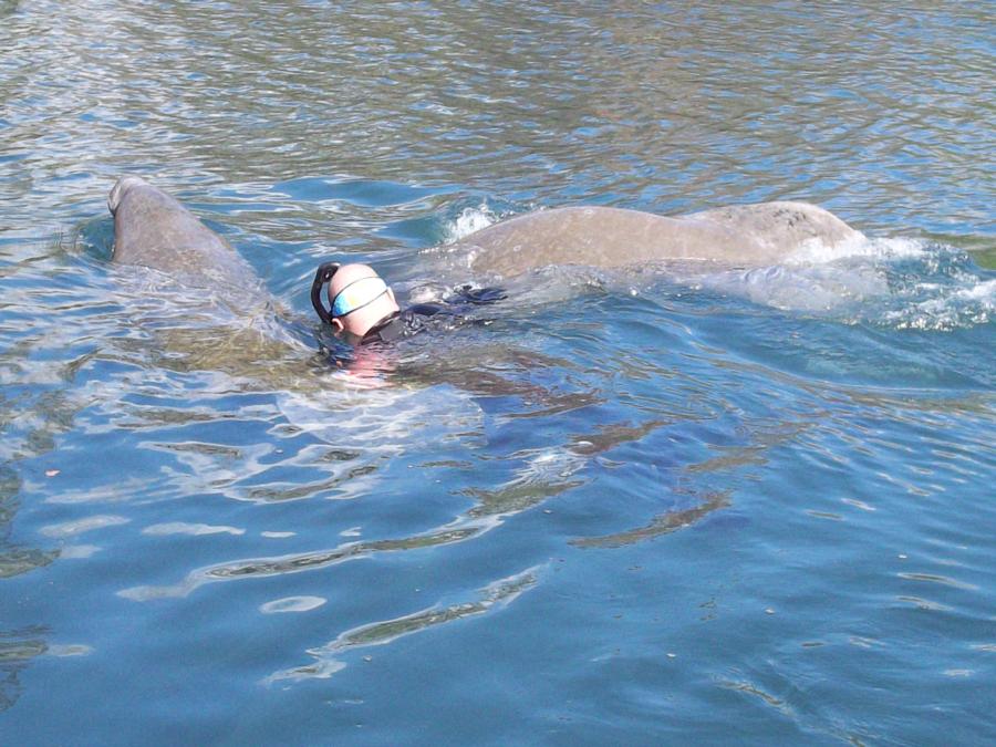 My 2 manatee friends - Three Sisters Springs, Fl