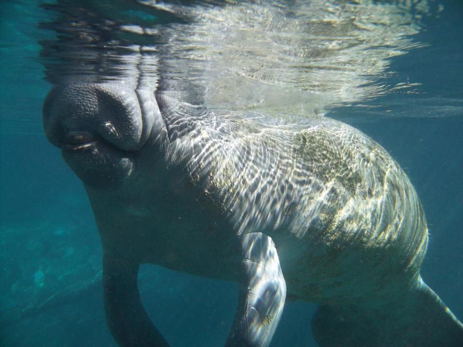 Give me a big kiss - Three Sisters Springs, FL