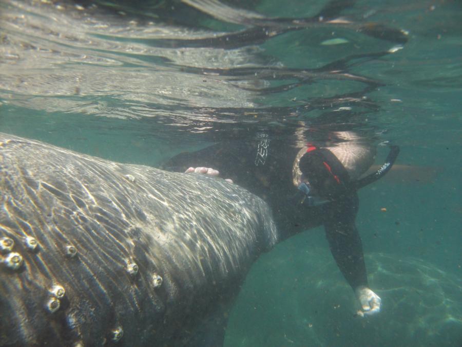 Manatee with barnacles growing on it - Three Sisters Springs, Fl