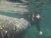 Manatee with barnacles growing on it - Three Sisters Springs, Fl