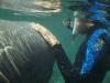 Our oldest son Chris with a manatee - Three Sisters Springs, FL