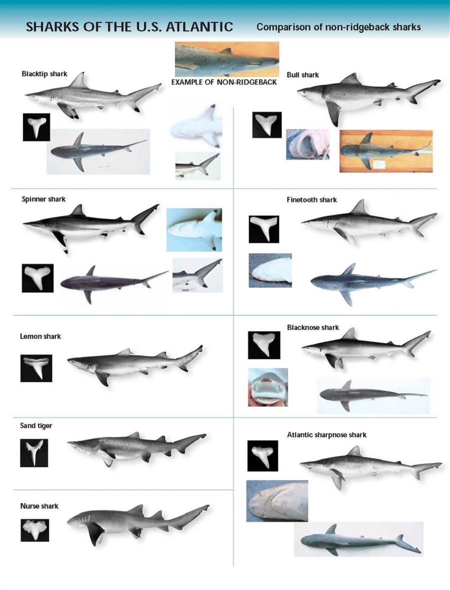 Shark Chart