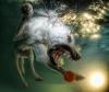 Dog fetching ball underwater