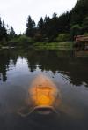 Large Koi fish in pond