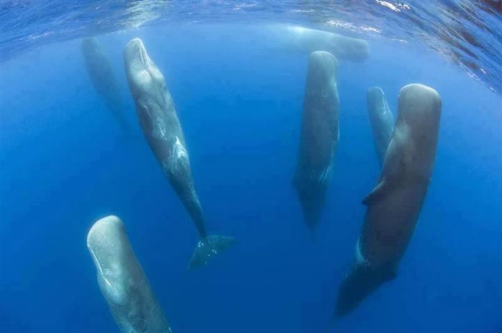 The Whale Dance