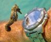 Cute seahorse looking at a divers watch