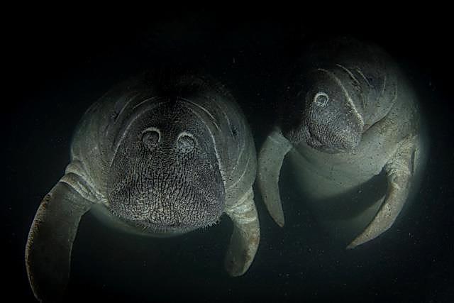 Manatees at night