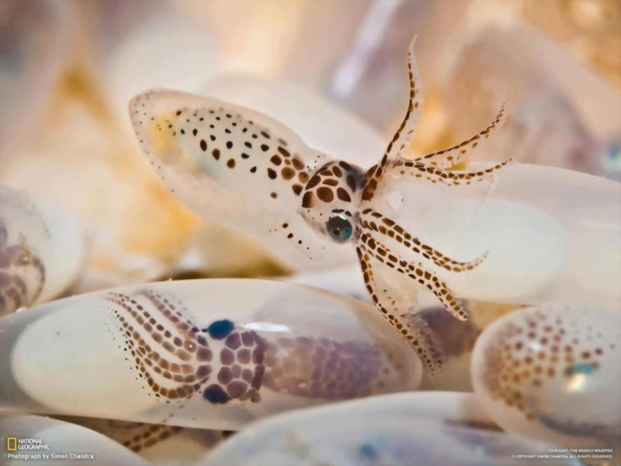 Hatching Octopus Eggs