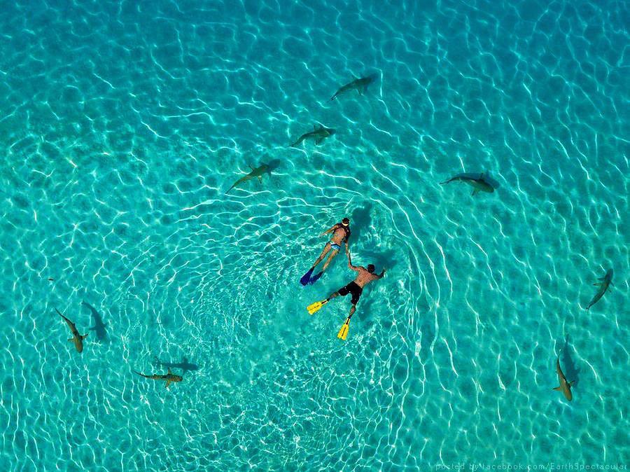Snorkeling with a perimeter of sharks