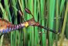 Adult Sea Dragon with 3 Baby Sea Dragons