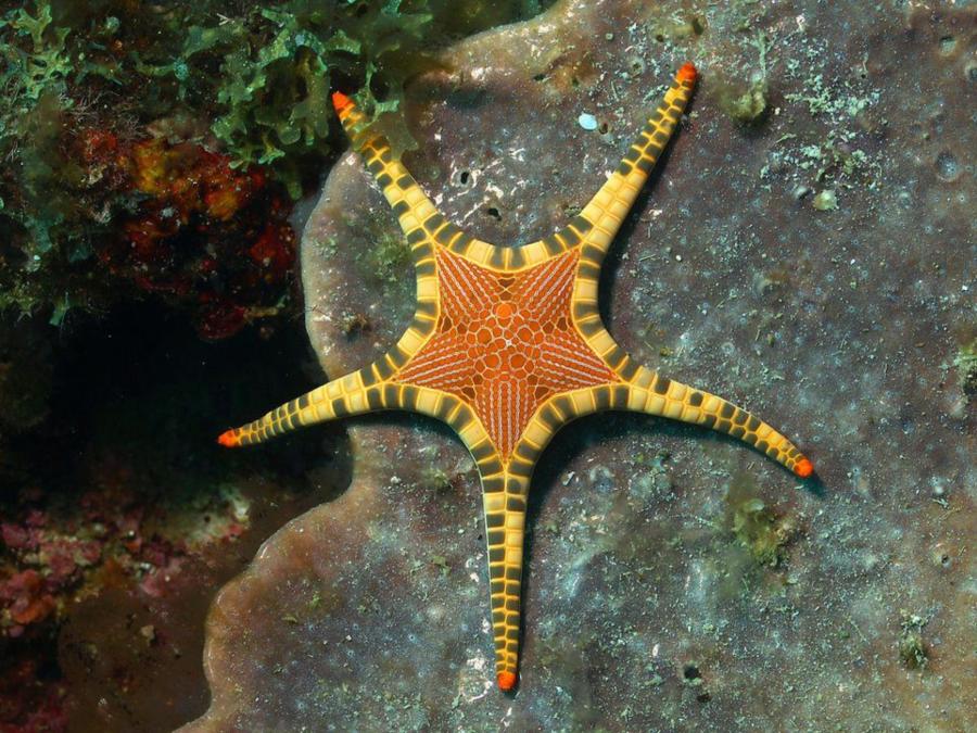 Starfish