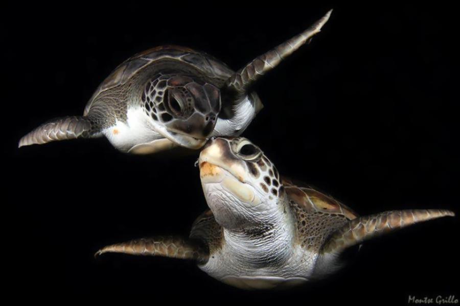 Sea Turtles Kissing