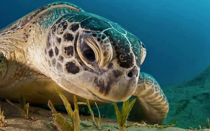 Sea Turtle Grazing