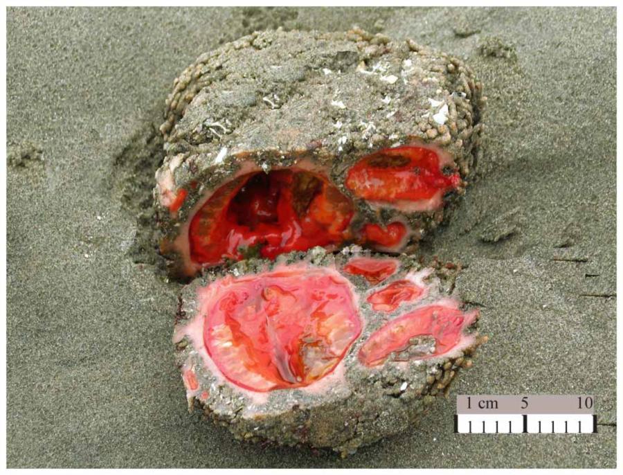 A rock-like living sea creature (Pyura chilensis) found off the coast of Chile and Peru