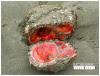A rock-like living sea creature (Pyura chilensis) found off the coast of Chile and Peru