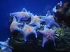 Beautiful Blue Star Fish with Orange Spots