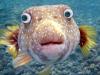 Puffer with googly eyes
