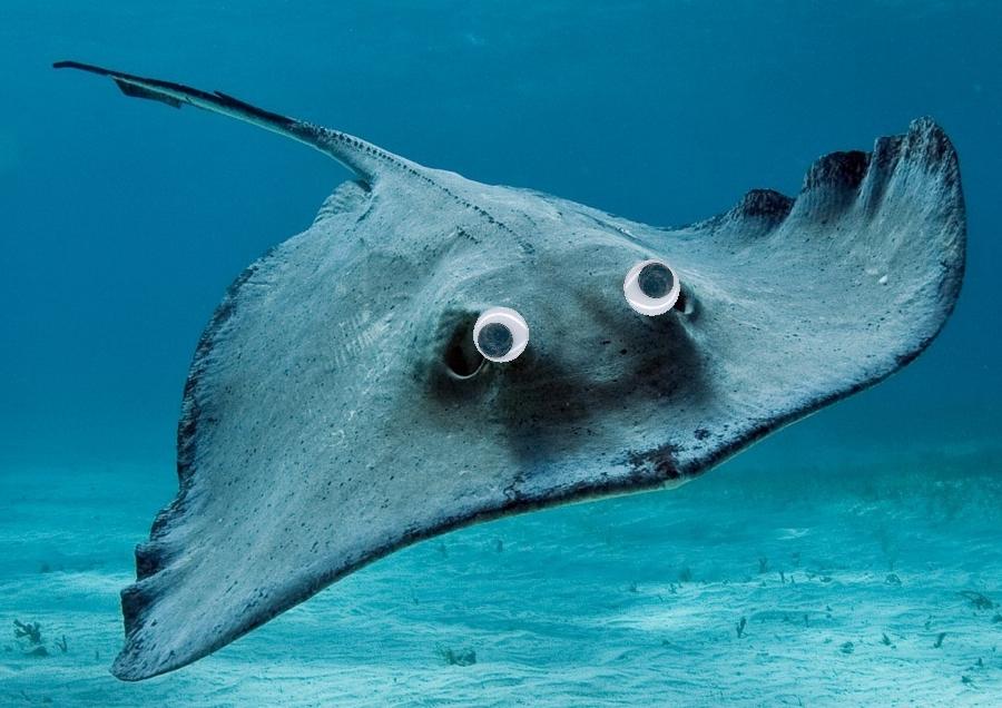 Sting Ray with googly eyes