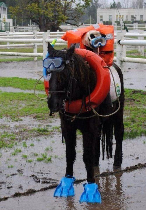Horse and dog are ready to snorkel