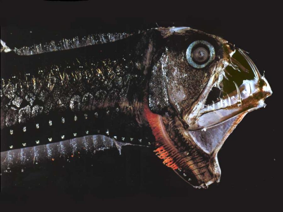 Lets hope Viperfish live deeper than we can scuba dive