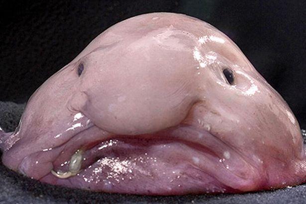 If I ever see a blobfish underwater, I’m going to punch it in the face for being so ugly.