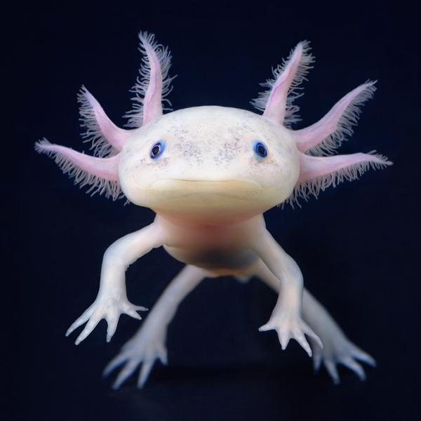 A weird, but very cute sea creature called Axolotl