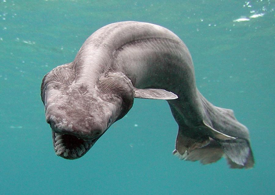 A Frilled shark looks like a scary eel
