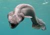 A Frilled shark looks like a scary eel