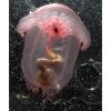 Pink Sea-Through Fantasia - A Sea Cucumber