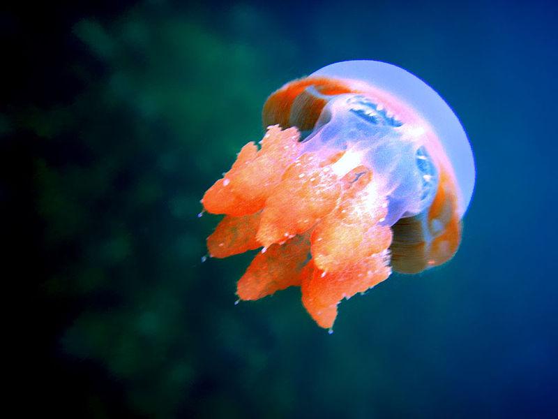 Jellyfish evaporate if left in the sun, they are 98% water