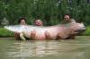 Paiche, large fish in Amazon River Basin