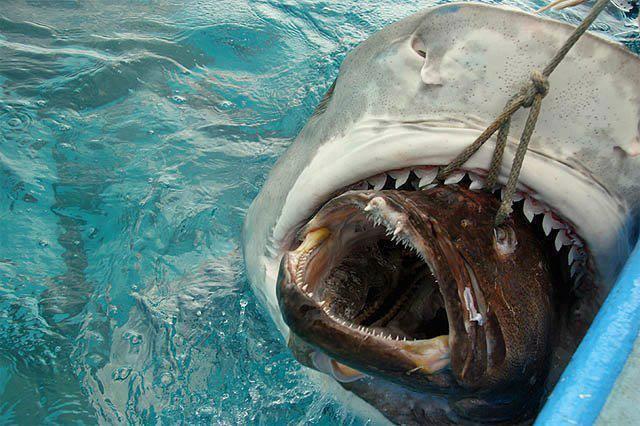 Shark feeding on big fish