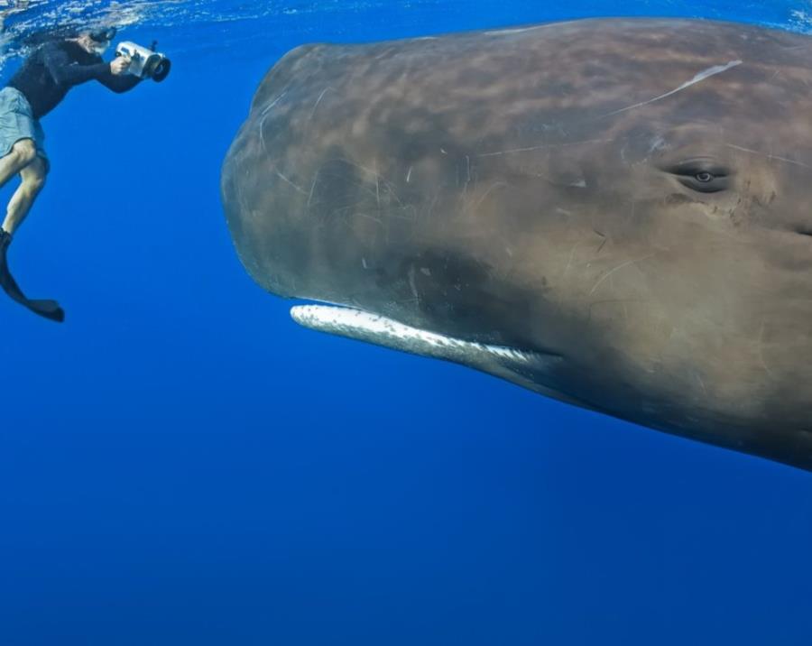 Free Diver up close with Sperm Whale