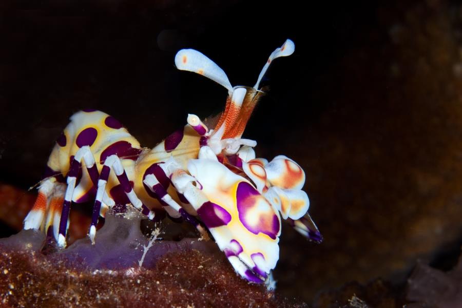 Harlequin Shrimp