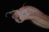 Polychaete Worm - found 3,900 feet (1,200 meters) down on the seafloor off northern New Zealand